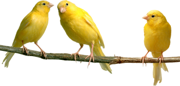 three canaries on branch