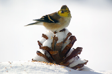 Bird on pine cone