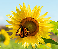 sunflower with butterfly in centre