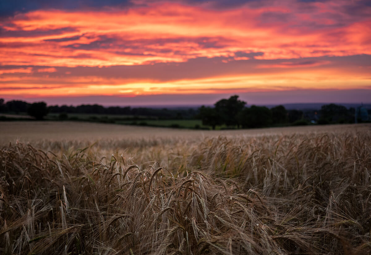 wheat field at sunset