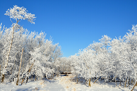 winter trees in rural area